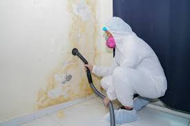 Professional Mold Removal in Florissant, MO